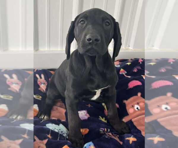 Medium Photo #1 Labrador Retriever-Unknown Mix Puppy For Sale in Osgood, IN, USA