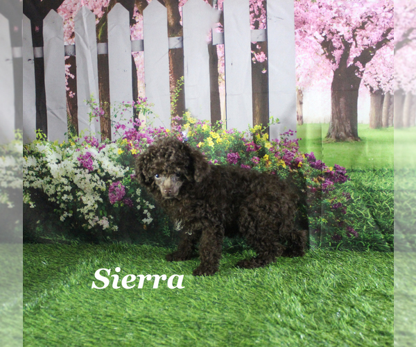 Medium Photo #2 Poodle (Toy) Puppy For Sale in CHANUTE, KS, USA