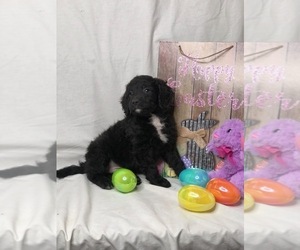 Goldendoodle (Miniature) Puppy for sale in INDIANAPOLIS, IN, USA