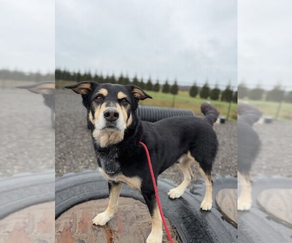 Medium Photo #7 Mutt Puppy For Sale in Bellingham, WA, USA