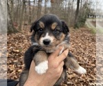 Puppy Puppy 2 Australian Shepherd