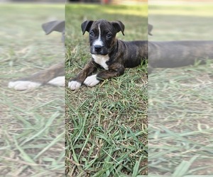 American Pit Bull Terrier-Presa Canario Mix Puppy for sale in CARTERSVILLE, GA, USA