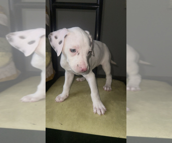 Medium Photo #4 Dalmatian Puppy For Sale in DECATUR, GA, USA