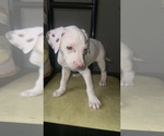 Small #3 Dalmatian
