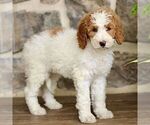 Small #2 Goldendoodle