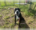 Small #1 American Pit Bull Terrier