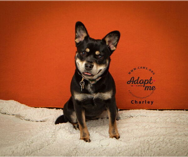 Medium Photo #1 French Bullhuahua Puppy For Sale in Salt Lake City, UT, USA