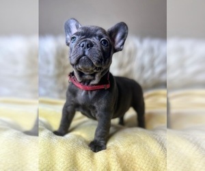 Medium French Bulldog