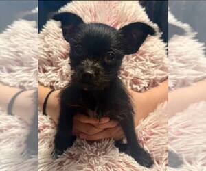 Chihuahua-Unknown Mix Dogs for adoption in Peralta, NM, USA