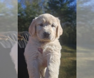 Golden Retriever Puppy for Sale in BRYANT, Alabama USA