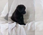 Small Photo #4 Newfoundland-Shepadoodle Mix Puppy For Sale in SHEBOYGAN FALLS, WI, USA