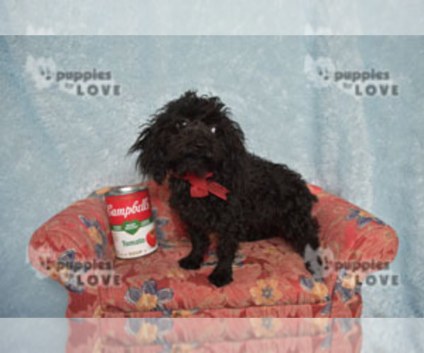 Medium Photo #6 Poodle (Toy) Puppy For Sale in SANGER, TX, USA
