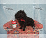 Small #5 Poodle (Toy)