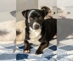 Small Photo #1 Chihuahua Puppy For Sale in Studio City, CA, USA