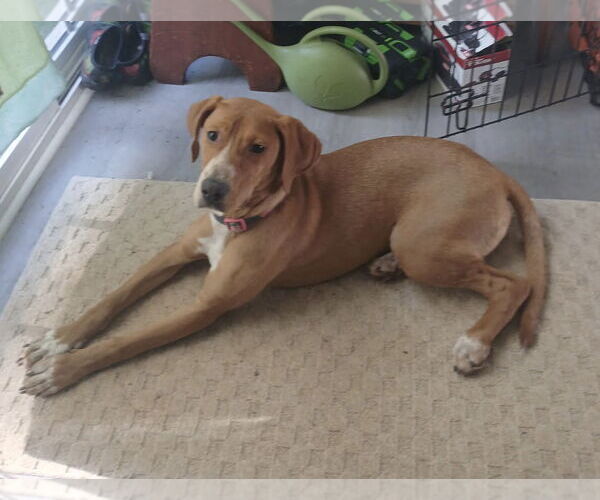 Medium Photo #2 Mutt Puppy For Sale in Cary, NC, USA