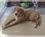 Small #1 Mutt