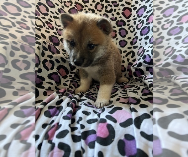 Medium Photo #11 Shiba Inu Puppy For Sale in MERRITT IS, FL, USA