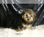 Small #2 YorkiePoo