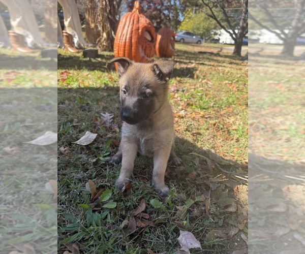 Medium Photo #7 Belgian Malinois Puppy For Sale in TOMS RIVER, NJ, USA