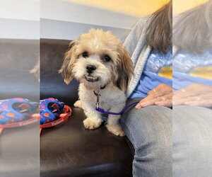 Havanese-Unknown Mix Dogs for adoption in Shermans Dale, PA, USA