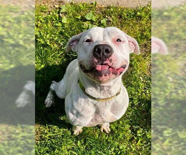 Medium Photo #1 Mutt Puppy For Sale in Akron, OH, USA