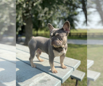 Small Photo #1 French Bulldog Puppy For Sale in RICHLAND, IA, USA
