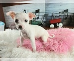 Small #2 Chihuahua