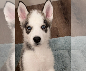 Alaskan Husky-Siberian Husky Mix Puppy for sale in NORTH LAS VEGAS, NV, USA