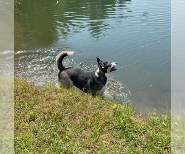 Medium Photo #6 Australian Kelpie-Siberian Husky Mix Puppy For Sale in Chandler, AZ, USA