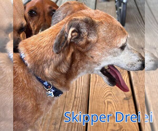 Medium Photo #7 Chiweenie Puppy For Sale in San Antonio, TX, USA