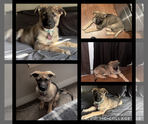 German Shepherd Dog Puppy for sale in OMAHA, NE, USA