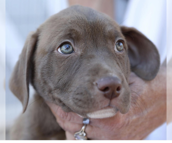 Medium Photo #2 Labrador Retriever-Unknown Mix Puppy For Sale in Decatur, GA, USA