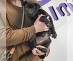 Small #4 American Staffordshire Terrier Mix