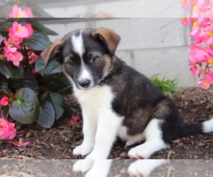 Norwegian Elkhound-Unknown Mix Puppy for sale in SHILOH, OH, USA