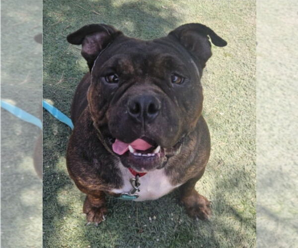 Medium Photo #1 Bulldog-Unknown Mix Puppy For Sale in Lakewood, CO, USA
