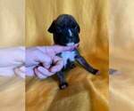 Small Photo #22 Boxer Puppy For Sale in LAUREL, DE, USA