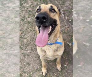 German Shepherd Dog-Unknown Mix Dogs for adoption in Riverside, CA, USA