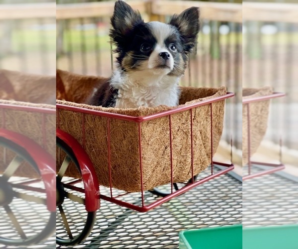 Medium Photo #1 Chihuahua Puppy For Sale in AIKEN, SC, USA