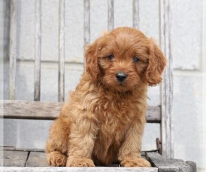 Cavapoo Puppy for sale in FREDERICKSBG, OH, USA