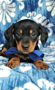 Medium Photo #6 Dachshund Puppy For Sale in LANCASTER, PA, USA
