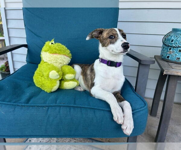 Medium Photo #5 Bulldog-Unknown Mix Puppy For Sale in Tarrytown, GA, USA