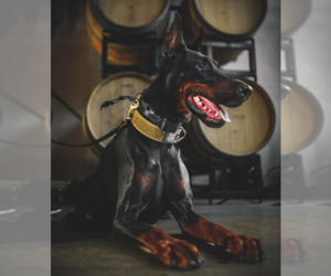 Father of the Doberman Pinscher puppies born on 03/30/2026