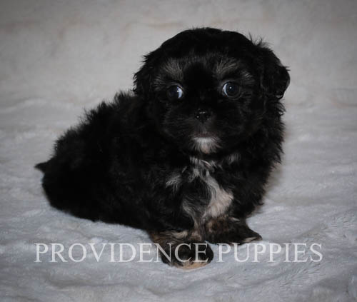 Medium Photo #1 ShihPoo Puppy For Sale in WAYLAND, IA, USA