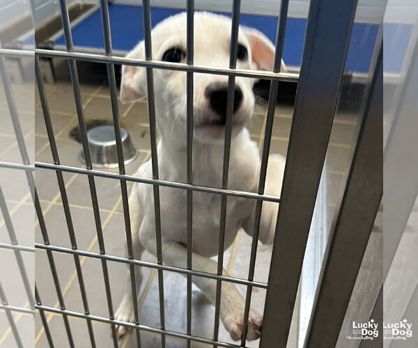 Medium Photo #6 Labrador Retriever-Unknown Mix Puppy For Sale in Washington, DC, USA