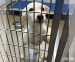 Small #5 Labrador Retriever Mix