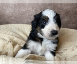 Small Photo #6 Aussiedoodle Puppy For Sale in CONCORD, NC, USA