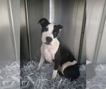 Small #13 American Pit Bull Terrier Mix