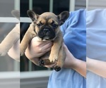 Small Photo #3 French Bulldog Puppy For Sale in PARAGOULD, AR, USA