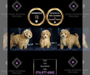 Maltipoo Puppy for sale in WARSAW, IN, USA