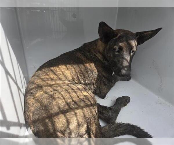 Medium Photo #1 German Shepherd Dog-Unknown Mix Puppy For Sale in Houston, TX, USA